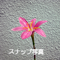 しょぼい携帯カメラで撮り続けている スナップ写真